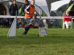 Les Concours