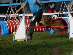 Les Concours