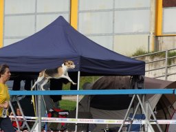 Les Concours
