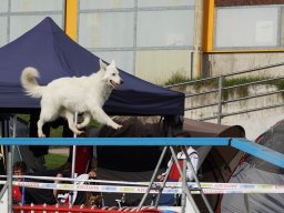 Les Concours