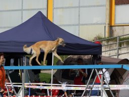 Les Concours