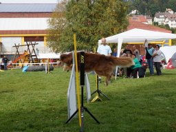 Les Concours