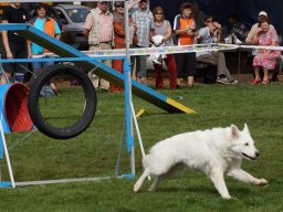Les Concours