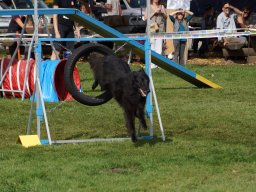 Les Concours