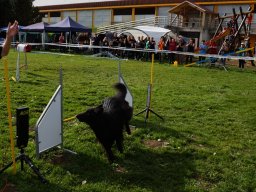 Les Concours