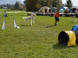 Les Concours